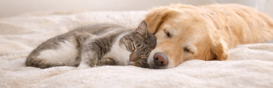 Gentle Pet Passages