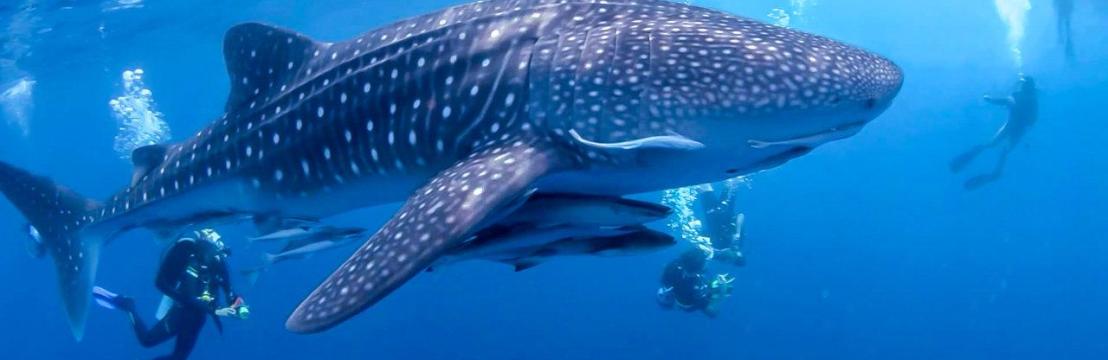 Phuket Dive Center